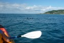 Kayak with Dolphins1
