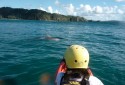Kayak With Dolphins